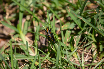 Southeastern Lubber Grasshopper
