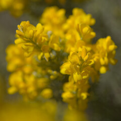 Flora of Gran Canaria -  bright yellow flowers of Teline microphylla, broom species endemic to the island, natural macro floral background
