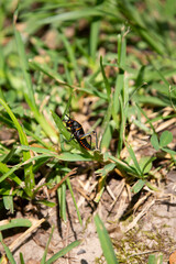 Southeastern Lubber Grasshopper