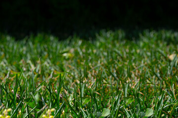 green grass background