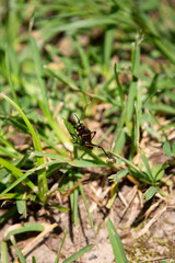 Southeastern Lubber Grasshopper