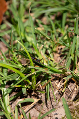 Southeastern Lubber Grasshopper