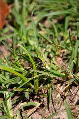 Southeastern Lubber Grasshopper