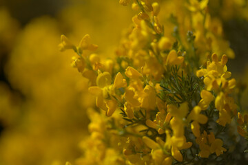 Flora of Gran Canaria -  bright yellow flowers of Teline microphylla, broom species endemic to the island, natural macro floral background
