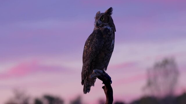 Silhouette of a Great Horned Owl sitting on a branch at dawn