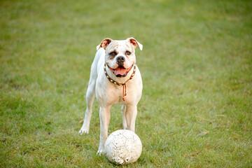 White American Bulldog with a bitten ball in garden. Dog on the green lawn. Dog piss in the garden. Lawn maintenance with dogs and animals. Urine on the lawn. Dog and ball. Copy Space	