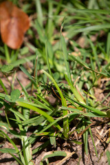 Southeastern Lubber Grasshopper