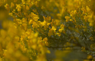 Flora of Gran Canaria -  bright yellow flowers of Teline microphylla, broom species endemic to the island, natural macro floral background

