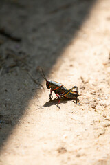 Southeastern Lubber Grasshopper