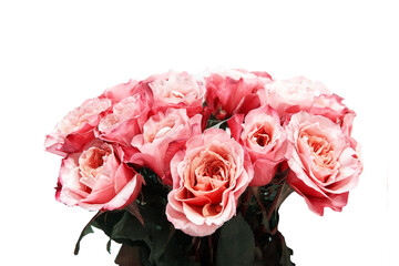 bouquet of large delicate pink roses is isolated on a white background. copy space
