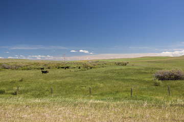 Cows grazing in Montana