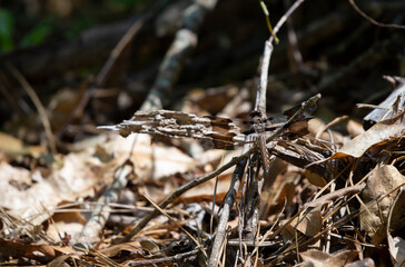 Common Whitetail Dragonfly