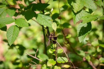 Common Whitetail Dragonfly