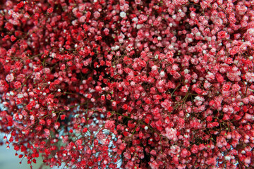 Large bouquet of mattiola close-up. Red delicate small flowers - floral background