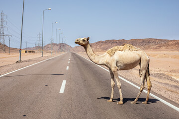 Wild camel on the road on the desert. South Sinai, Egypt.