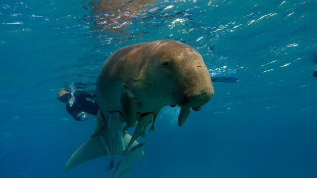 Dugongo. Sea Cow in Marsa Alam. Marsa Mubarak bay.