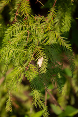 Northern White Skipper Butterfly