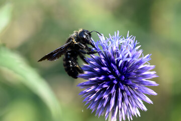 Carpenter bee macro xylocopa violacea black bee on ball thistle
