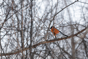 Little bullfinch on a tree branch in a city park