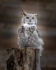 Great Horn Owl