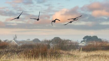 Formation of Canada goose flying in clear Winter sky