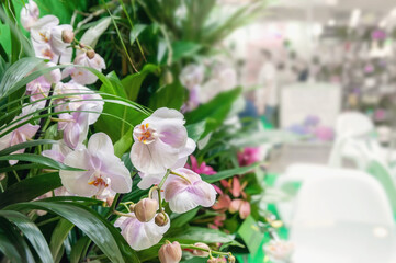 Pink phalaenopsis orchid flower with other plants on the light background of the great hall. The orchid is sold in a flower shop.