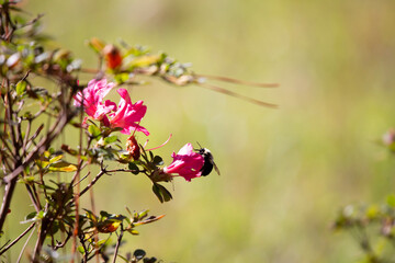 Bumblebee Pollenating Pretty Pink Flowers