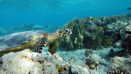 Sea turtles . Great Reef Turtle .Bissa.

