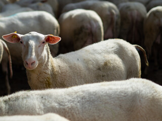 A flock of sheep on a farm, a single sheep looking into the camera.