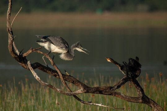 A juvenile Black-Headed Heron (Ardea melanocephala) harassing a Reed Cormorants (Phalacrocorax africanus) at the Rondevlei Bird Hide, Wilderness