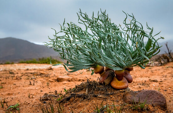 Koekemakranka (Gethylis namaquensis) enjoying the rare occurrence of some welcome rain in the Helsberg Pass, Richtersveld Transfrontier National Park
