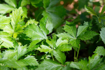 Bent-Shielded Besieger Wasp