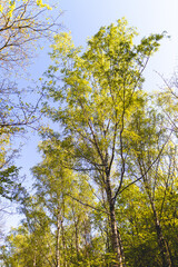 trees in spring at Halde Beckstraße