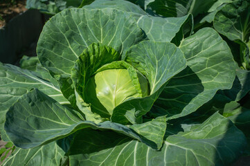 large head of cabbage on a high bed in the garden. The perfect eco-crop on a farm bed