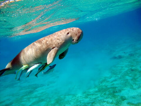 Dugongo. Sea Cow in Marsa Alam. Marsa Mubarak bay.