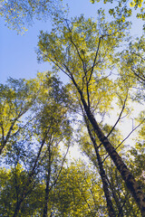 trees in spring at Halde Beckstraße