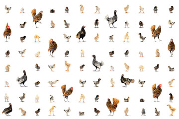 The Varieties of Chicken Speies such as Hamburg Leghorn Sebright Appenzeller Rhode Island Red and...