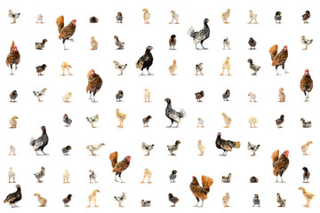 The Varieties of Chicken Speies such as Hamburg Leghorn Sebright Appenzeller Rhode Island Red and Wyandotte in the grid line on white background in studio light