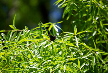 Red-Spotted Purple Butterfly