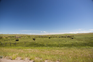 Fototapeta premium Cows grazing in Montana
