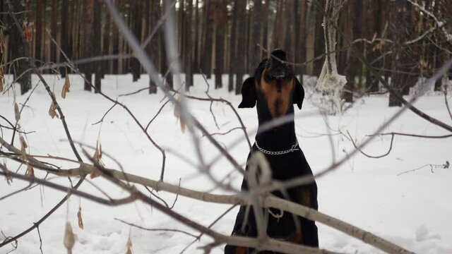 A purebred dog is sitting in a winter pine forest behind tree branches and barking in slow motion. A black doberman is doing the command voice walking in a wood at winter day. Concept of pets outdoors