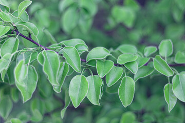young green leaves on a tree at Halde Beckstraße
