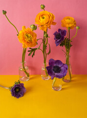 Spring flowers: purple anemone flowers and yellow ranunculus in glass bottle on colorful background. Creative, elegante floral concept. Minimalism aesthetic. Floral card layout or mockup