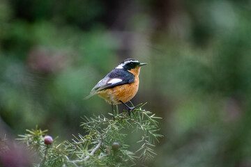Close-up shot of Adult male Moussier's Redstart (Phoenicurus moussieri) in Belezma national park, Batna, Algeria