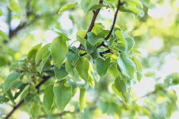 young green leaves on a tree at Halde Beckstraße