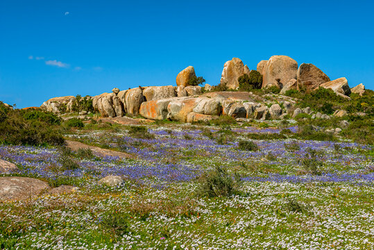 White rain daisies (Dimorphotheca pluvialis) and blue sunflax or sporrie (Heliophila coronopifolia)forms a carpet on the foot of a large granite boulder at Postberg, West Coast National Park