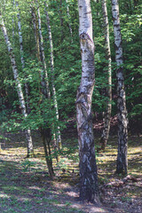 Obraz premium trees in spring at Halde Beckstraße