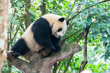 Fototapeta premium Giant panda over the tree.