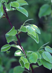 young green leaves on a tree at Halde Beckstraße