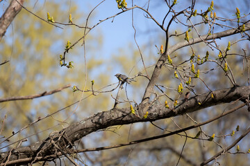 Fototapeta na wymiar Male Yellow-Rumped Warbler Eating